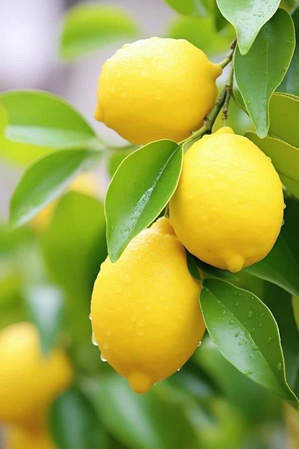 Dalından Tazecik 1 Kg Taze Limon - Image 1