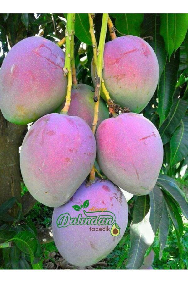 Fruit Paradise 1 Adet Yerli Mango - Alanya’Dan Taze Hasat - Image 1