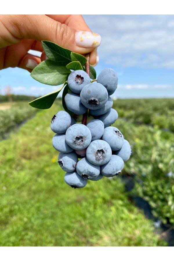 Fruit Paradise Doğal Yaban Mersini 125 Gr - Image 1