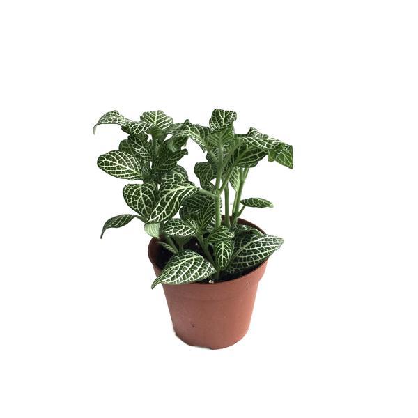 Fittonia - Beyaz (Fitonya Çiçeği) - Image 1