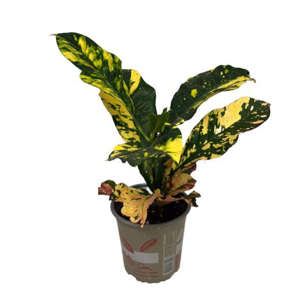 Codiaeum Variegatum 'Magnificent' (Kraton Çiçeği) - Image 1