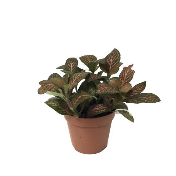 Fittonia - Kırmızı (Fitonya Çiçeği) - Image 1