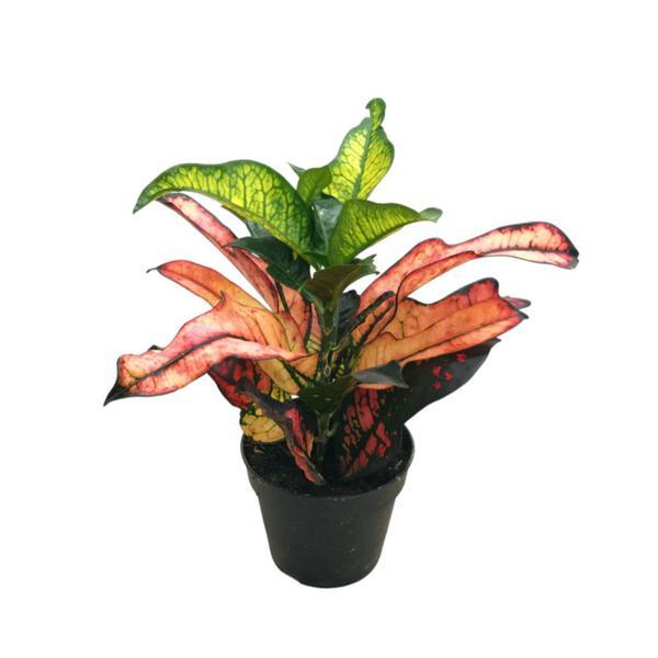 Codiaeum Variegatum 'Wilma' (Kraton Çiçeği) - Image 1