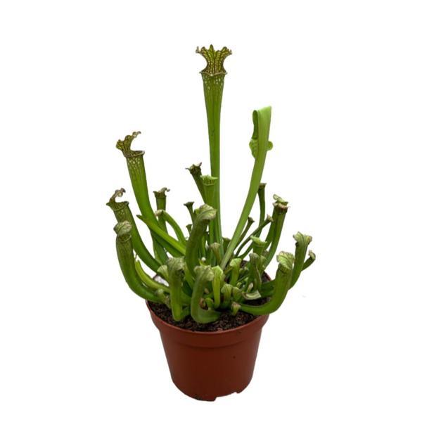 Sarracenia ‘Umlanftiana’ (Sinek Kapan Etobur Bitki) - Image 1