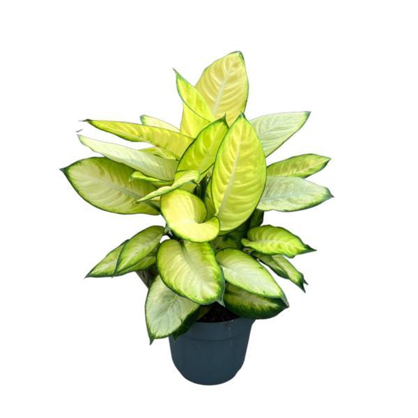 Dieffenbachia 'Summer Style' (Difenbahya Çiçeği) - Image 1