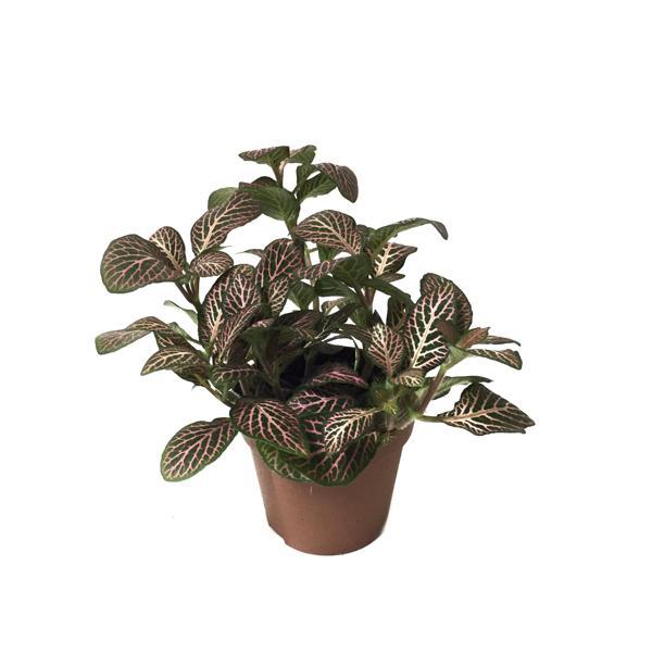 Fittonia - Pembe Yeşil (Fitonya Çiçeği) - Image 1