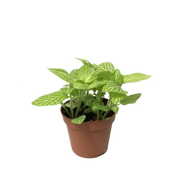 Fittonia - Yeşil Beyaz (Fitonya Çiçeği) - Image 1
