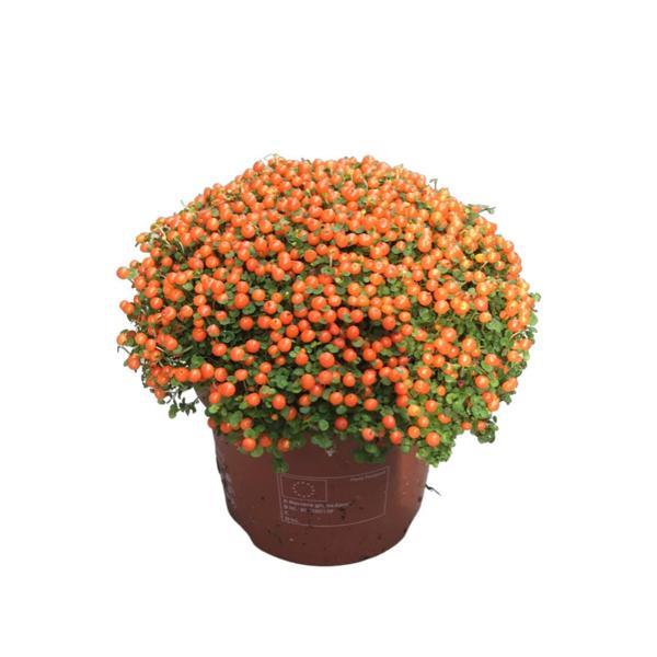 Nertera Granadensis 'Orange' (Mercan Boncuğu) - Image 1