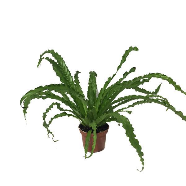Asplenium Antiquum 'Osaka' (Eğrelti Otu) - Image 1