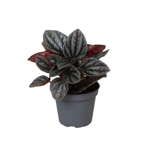 Peperomia Caperata 'Caracas' (Zümrüt Dalgası Çiçeği) - Image 1