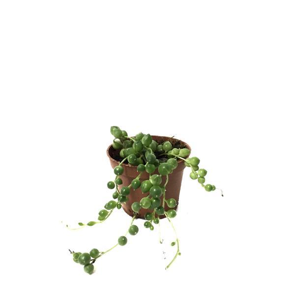 Senecio Herreianus (Tesbih Çiçeği) - Image 1