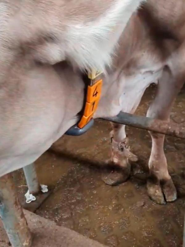 Boyun Kemeri İçin Kurşun Ağırlık 1 Kg - Image 1