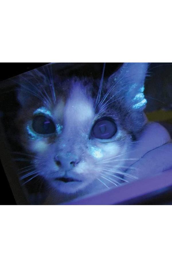 Wood Cilt Analiz Lambası Ampulu - Image 1