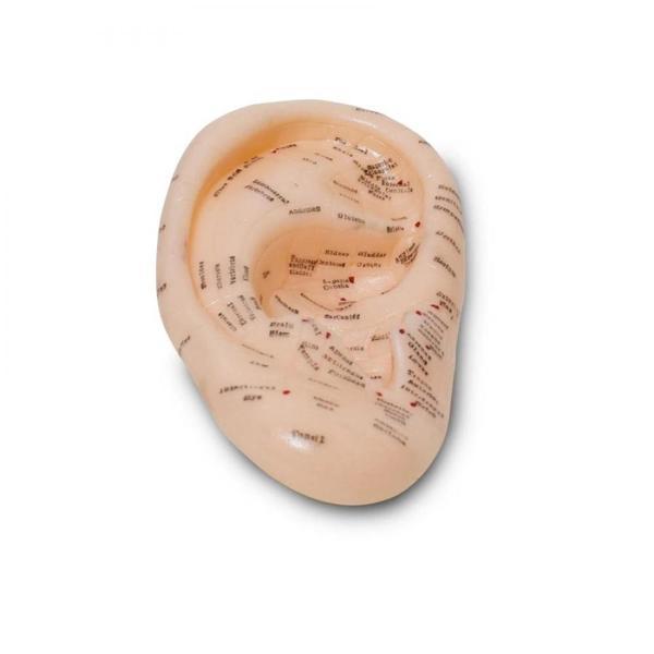 Kulak Maketi Akupunktur Noktası - Image 1