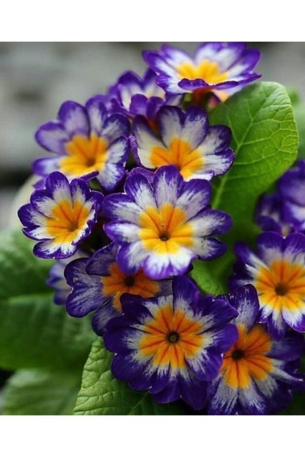 Tohum Dünyam Sarı Ebruli Mor Çuha Çiçeği Tohumu 10 15 Adet - Image 1