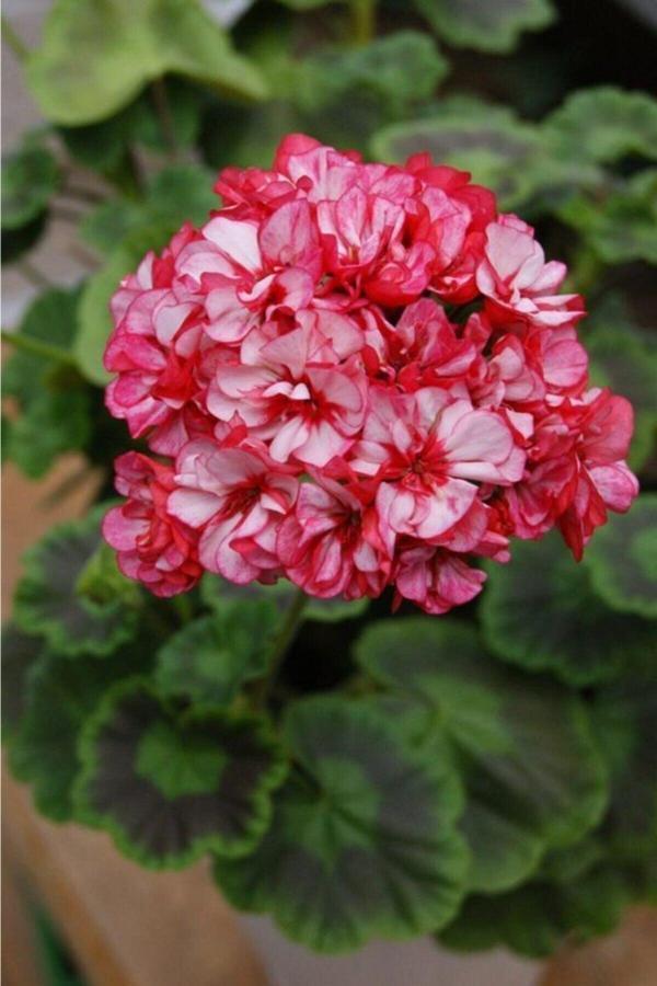 Tohum Dünyam 10 Adet Iki Renk Sakız Sardunya Çiçek Tohumu - Image 1