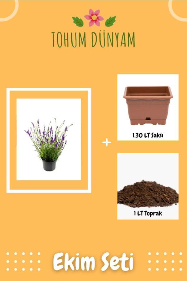 Tohum Dünyam Nadir Ithal Mis Kokulu Ingiliz Lavanta Çiçeği Tohumu Ekim Seti - Image 1