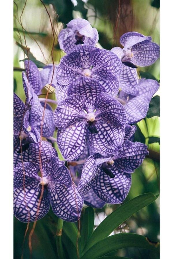 Tohum Dünyam Mor Mermer Desenli Orkide Çiçeği Tohumu - Image 1