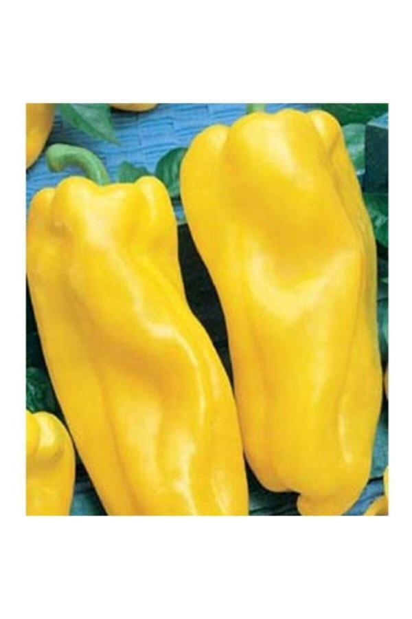 Tohum Dünyam 20 Adet Italyan Nocera Sarı Tatlı Biber Tohumu - Image 1