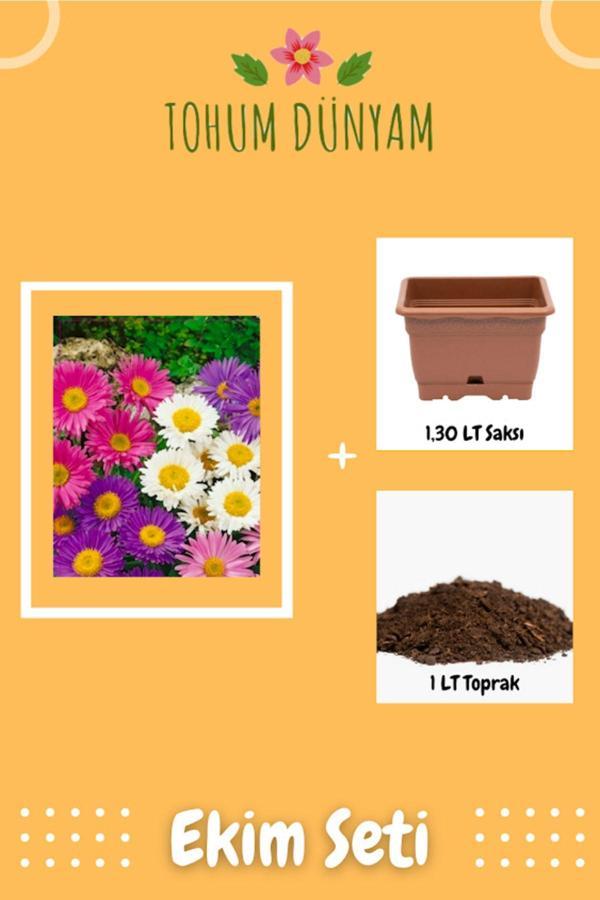 Tohum Dünyam Aster Çiçek Tohumu Ekim Seti - Image 1