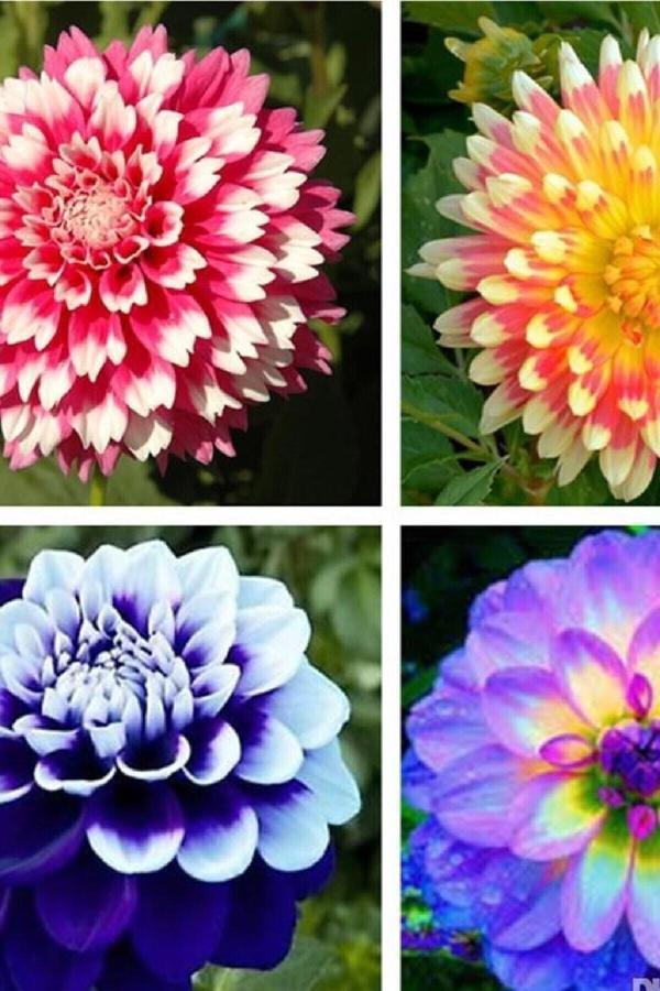 Tohum Dünyam Dahlia Dalya Çiçeği Tohumu Özel Renk 10 Adet - Image 1