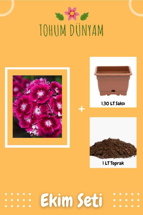 Ayc Botanik Çin Karanfili (Dianthus Chinensis) Çiçek Tohumu Ekim Seti - Image 1