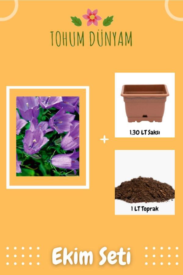 Ayc Botanik Kadeh - Çan (Campanula L.) Çiçek Tohumu Ekim Seti - Image 1