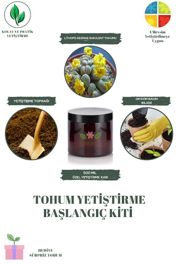 Tohum Dünyam Lithops Gesinae Sukulent Tohumu Yetiştirme Kiti - Image 1
