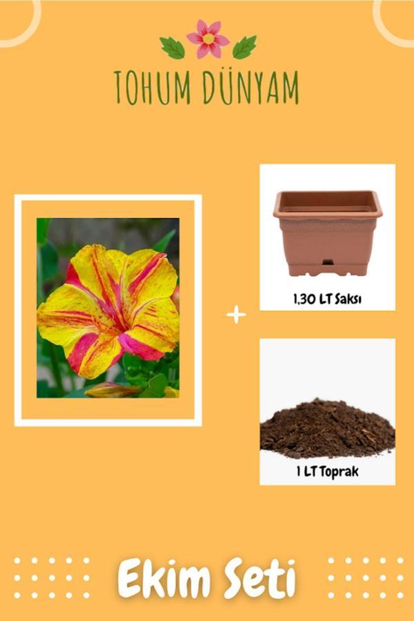 Ayc Botanik Akşam Sefası Tohumu Ekim Seti - Image 1