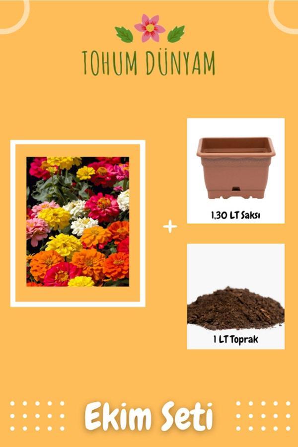 Ayc Botanik Zinna (Zinnia) Çiçek Tohumu Ekim Seti - Image 1