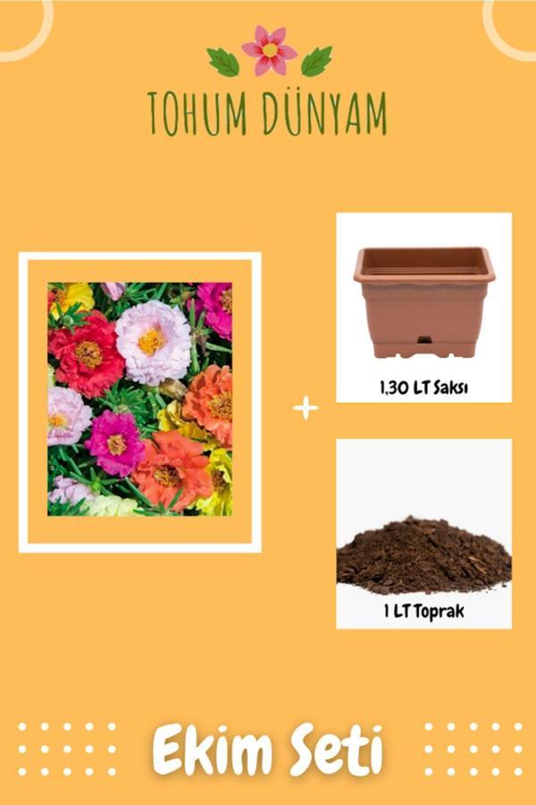 Ayc Botanik Katmerli Kedi Tırnağı Tohumu Ekim Seti - Image 1