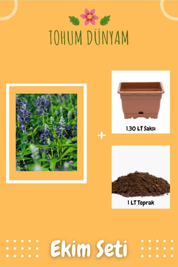 Ayc Botanik Adaçayı (Salvia Officinalis) Çiçek Tohumu Ekim Seti - Image 1