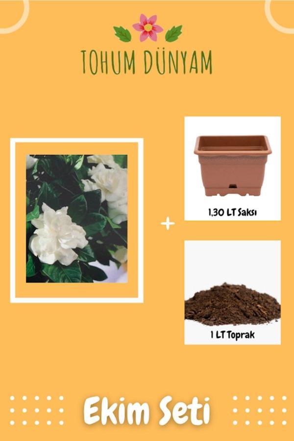 Ayc Botanik Mis Kokulu Gardenya Çiçeği Tohumu Ekim Seti - Image 1