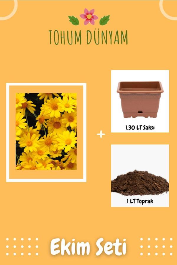 Ayc Botanik Altın Papatya (Anthemis Tinctoria Kelwayii) Tohumu Ekim Seti - Image 1
