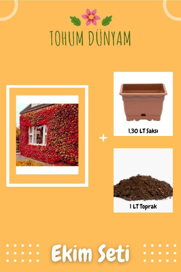 Ayc Botanik Kırmızı Amerikan Sarmaşığı Tohumu Ekim Seti - Image 1