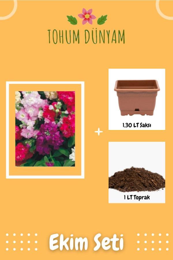 Ayc Botanik Karışık Renk Yediveren Şebboy Çiçeği Tohumu Ekim Seti - Image 1