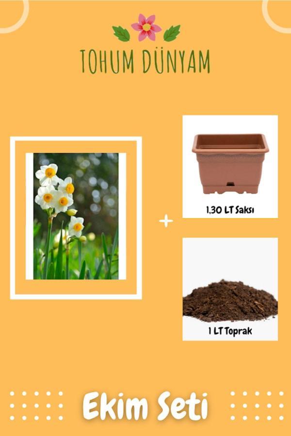 Ayc Botanik Nergiz Tohumu Nergis Çiçeği Tohumu Ekim Seti - Image 1