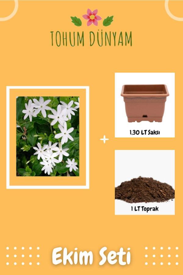 Ayc Botanik Harika Kokulu Yasemin Sarmaşık Tohumu Ekim Seti - Image 1