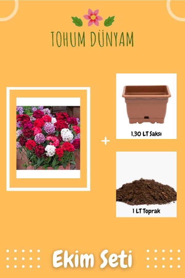 Ayc Botanik Karışık Renkli Hüsnüyusuf Çiçeği Tohumu Ekim Seti - Image 1