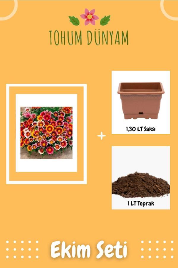 Ayc Botanik Meramlı Kız Çiçeği Tohumu Ekim Seti - Image 1