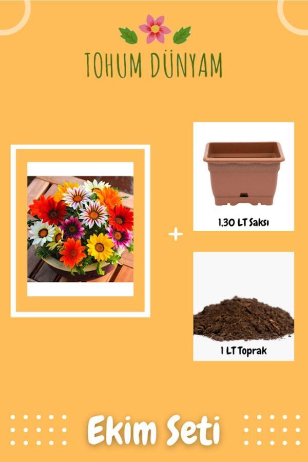 Ayc Botanik Karışık Renkli Koyun Gözü Çiçeği Tohumu Ekim Seti - Image 1