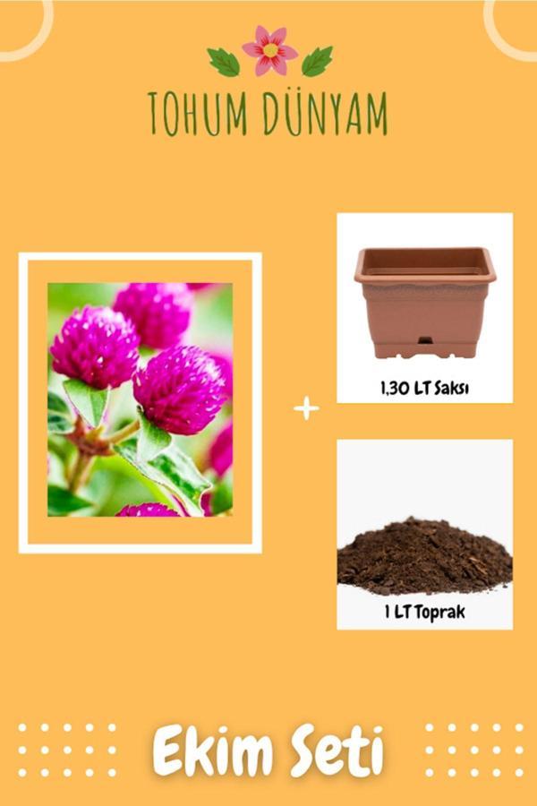 Ayc Botanik Hanım Düğmesi Çiçek Tohumu Ekim Seti - Image 1