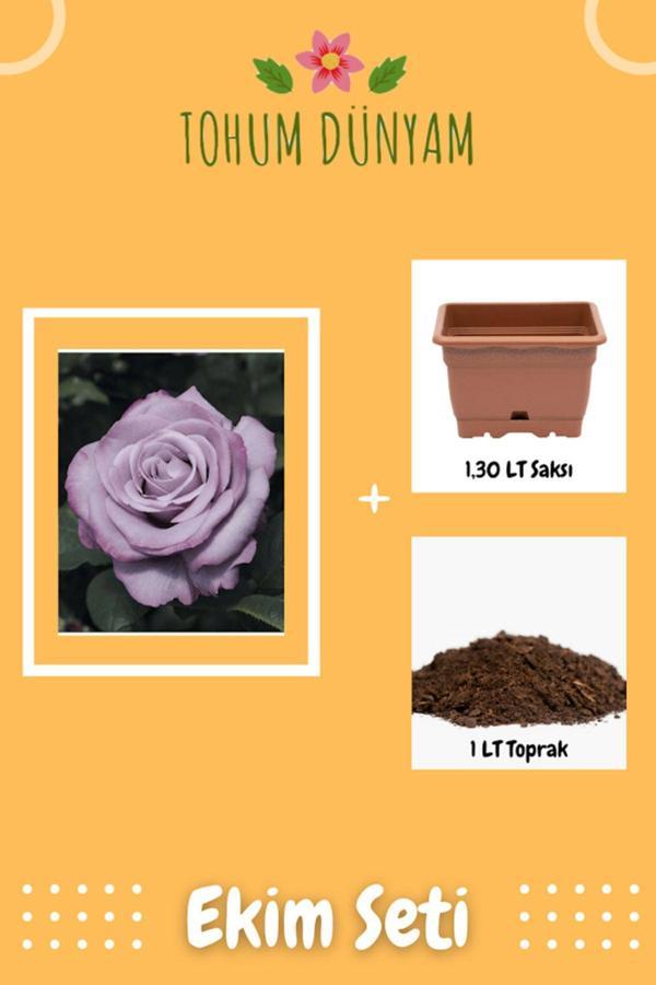 Ayc Botanik Neptün Gül Tohumu Ekim Seti - Image 1