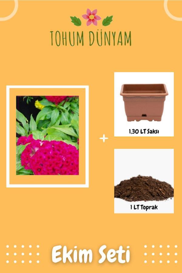 Ayc Botanik Horozibiği Çiçek Tohumu Ekim Seti - Image 1