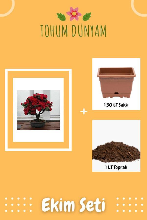 Ayc Botanik Bodur Kırmızı Gül Bonzai Ağacı Tohumu Ekim Seti - Image 1