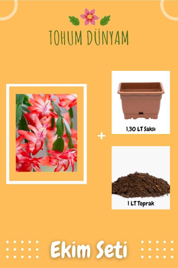 Ayc Botanik Yılbaşı Çiçeği Tohumu Ekim Seti - Image 1