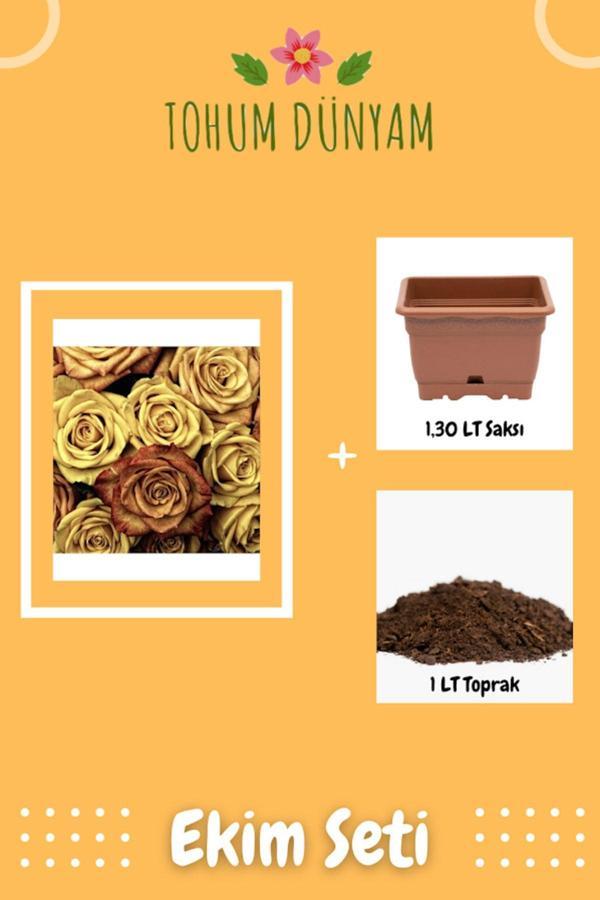 Ayc Botanik Gold Rose Gül Tohumu Ekim Seti - Image 1
