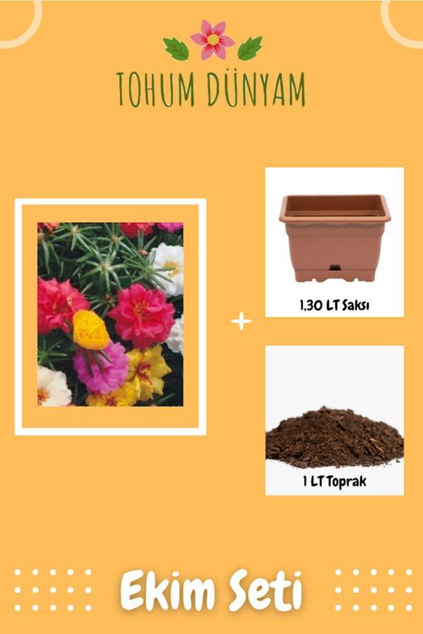 Ayc Botanik Karışık Renkli Ipek (Şellaki) Çiçeği Tohumu Ekim Seti - Image 1