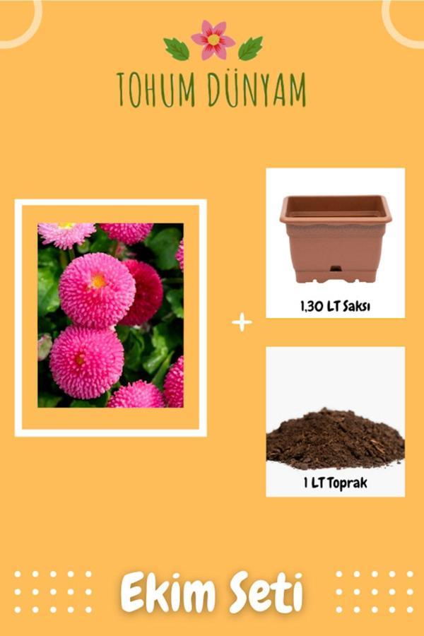 Ayc Botanik Ponpon Papatya Çiçeği Tohumu Ekim Seti - Image 1