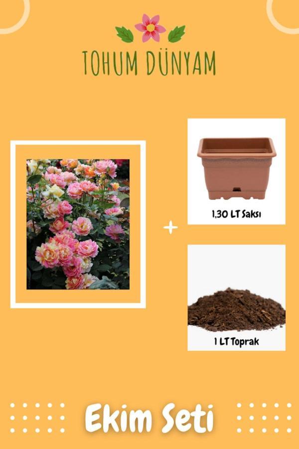 Ayc Botanik Sarı Pembe Yediveren Gül Tohumu Ekim Seti - Image 1